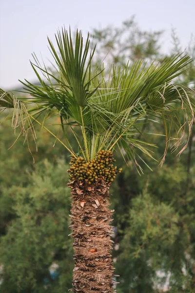 Vertical Shot European Fan Palm Tree — Stock Photo, Image