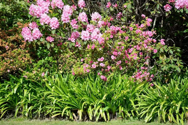 Jardim Primavera Uma Tarde Quente — Fotografia de Stock