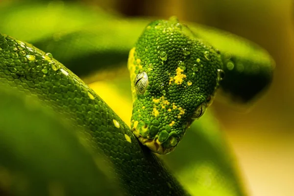 Belo Close Uma Cobra Python Árvore Verde — Fotografia de Stock