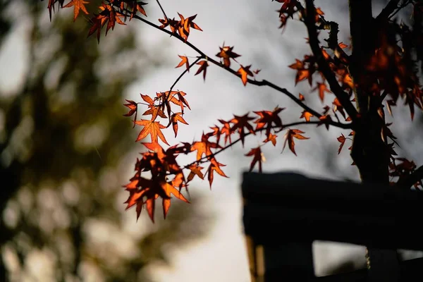 Eine Nahaufnahme Von Roten Blättern Auf Einem Baum Herbst Herbst — Stockfoto
