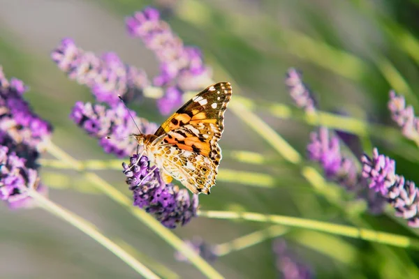 在一个背景模糊的花园 在英国薰衣草上的一只粉刷过的蝴蝶的特写镜头 — 图库照片