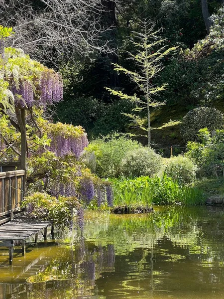 Saratoga Kaliforniya Daki Hakone Garden Doğal Bir Manzarası — Stok fotoğraf