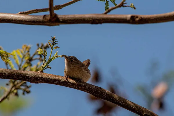 木の枝に羽のついた鳥のクローズアップショット — ストック写真