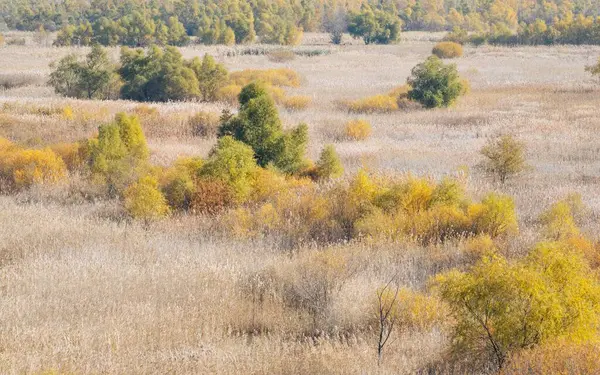 Вид Воздуха Зеленое Поле Окруженное Густыми Деревьями — стоковое фото