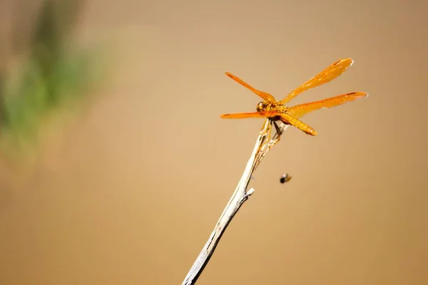 亚利桑那州 一只墨西哥琥珀色蜻蜓在一根树枝上 背对着米色背景 — 图库照片
