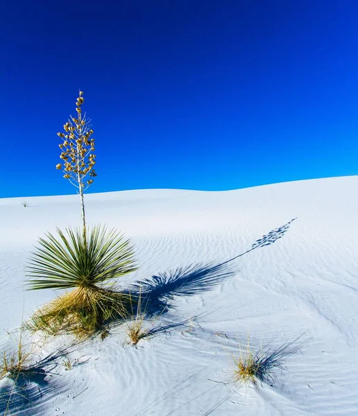 Mavi Gökyüzüne Karşı Beyaz Bir Kum Tepesinde Büyüyen Güzel Bir — Stok fotoğraf