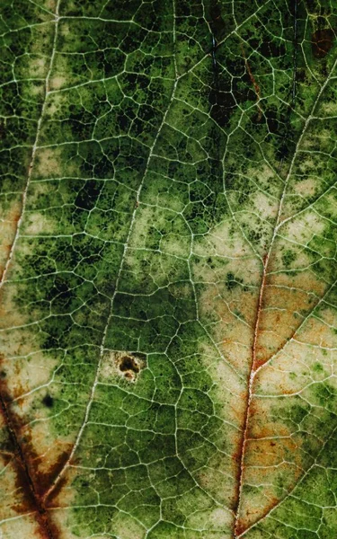 Крупный План Поверхности Зеленого Листа — стоковое фото