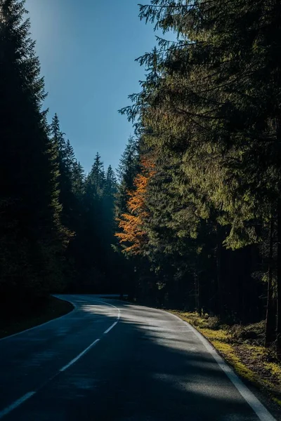 나무들 에둘러 도로의 — 스톡 사진