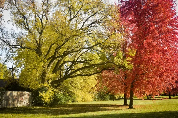 Güneşli Bir Günde Parkta Yeşil Kırmızı Yapraklı Uzun Büyük Ağaçların — Stok fotoğraf