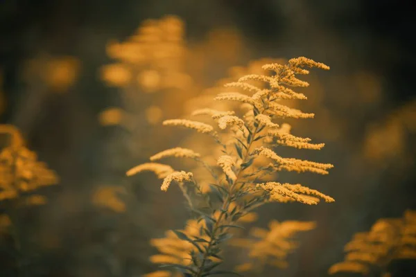 Närbild Bild Bushgrass Med Suddig Solnedgång Bakgrund — Stockfoto