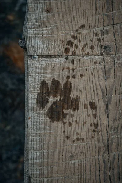 Vertical Shot Dog Human Footprints Wooden Surface — Stock Photo, Image