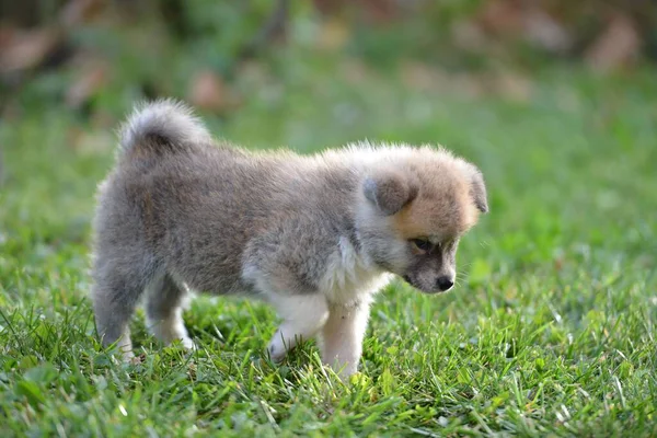 在绿草上挑选出的可爱的日本秋田小狗 — 图库照片