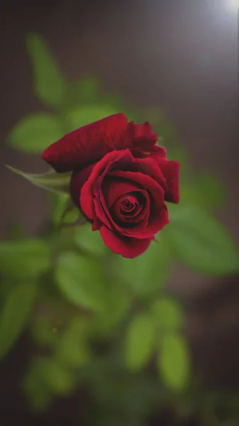 Eine Vertikale Nahaufnahme Einer Roten Gartenrose Mit Unscharfem Hintergrund — Stockfoto