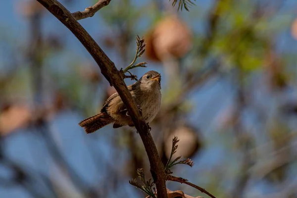 Detailní Záběr Malého Ptáka Sedícího Větvi Stromu — Stock fotografie
