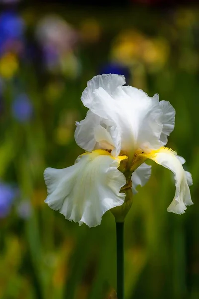美丽的白胡子虹膜花生长在花园中的一张垂直的浅景照片 — 图库照片