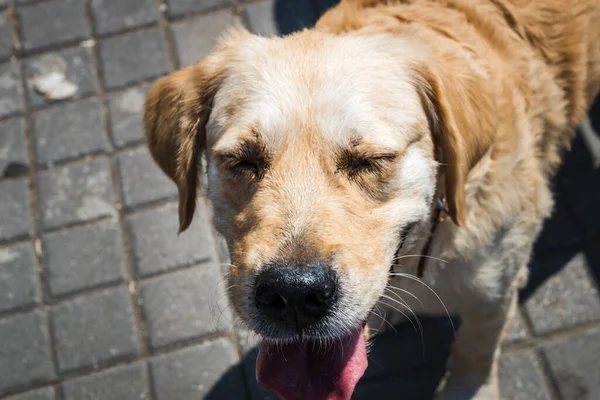 A closeup of an adorable playful Golden Retriever with its tongue out on a sunny day