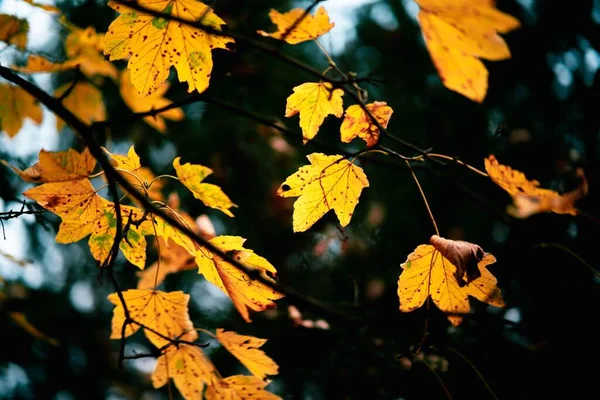 Tiro Close Umas Folhas Amarelas Uma Árvore Outono Queda — Fotografia de Stock