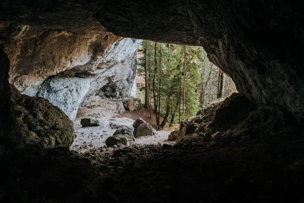 Karanlık Bir Mağaranın Içindeki Orman Ağaçlarının Manzarası — Stok fotoğraf