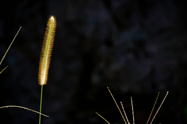 Nahaufnahme Einer Trockenen Fuchsschwanzgraspflanze Vor Dem Isolierten Hintergrund — Stockfoto