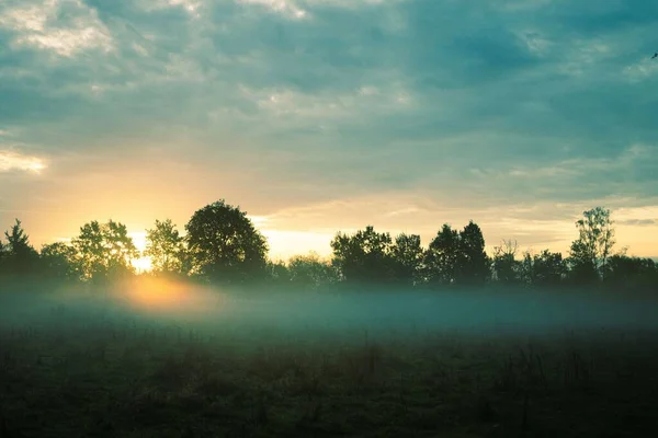 Eine Wunderschöne Landschaft Eines Nebligen Waldes Unter Einem Düsteren Himmel — Stockfoto