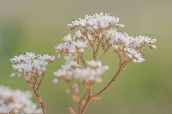 Eine Nahaufnahme Von Blühenden Weißen Kleinen Wildblumen — Stockfoto