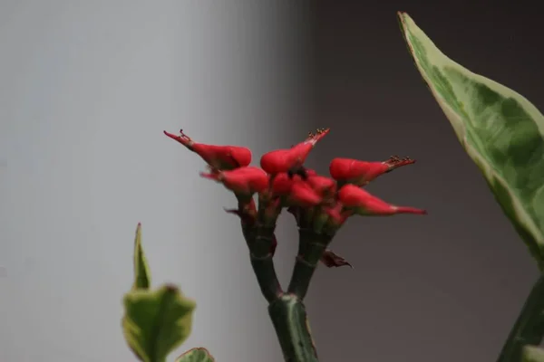 Close Rosy Blush Pedilanthus Euphorbia Flower Its Green Leaves White — Stock Photo, Image