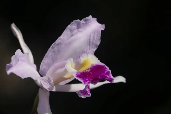 Detailní Záběr Fialové Orchidej Květiny Izolované Černém Pozadí — Stock fotografie
