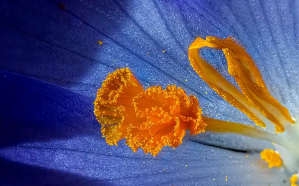 Μια Μακροεντολή Του Ένα Μπλε Stamen Λουλούδι Στη Βασιλεία Βοτανικός — Φωτογραφία Αρχείου