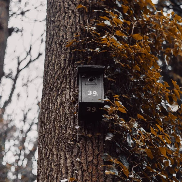 Seçici Bir Odak Noktası Düşük Açılı Ağaçtaki Kuş Evine Yakın — Stok fotoğraf