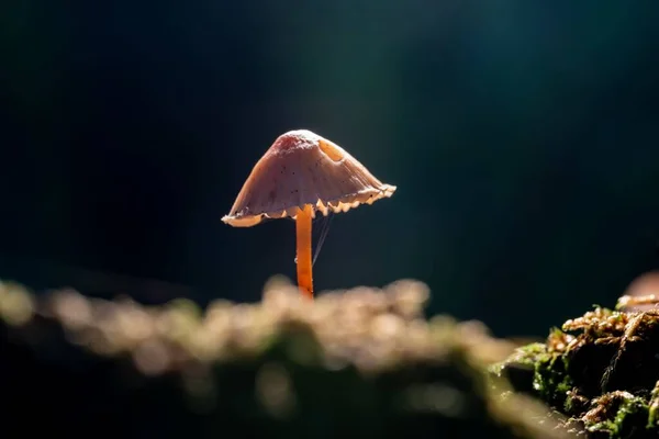 Petit Champignon Dans Forêt — Photo