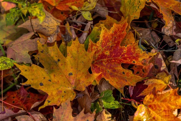 Eine Nahaufnahme Von Farbenfrohen Herbstblättern Auf Dem Boden — Stockfoto