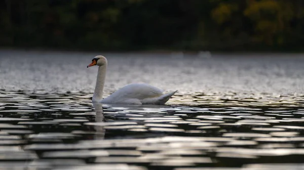 在与世隔绝的背景下 一只白天鹅在静谧的湖中游泳时的特写镜头 — 图库照片