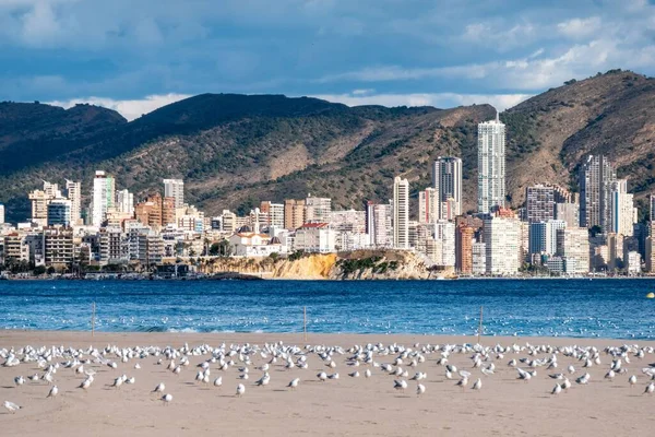 Skyline Cênico Cidade Benidorm Monte Pássaros Descansando Praia Primeiro Plano — Fotografia de Stock