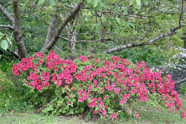 Azaleas Kwitnie Pośród Drzew Ciepłe Wiosenne Popołudnie — Zdjęcie stockowe
