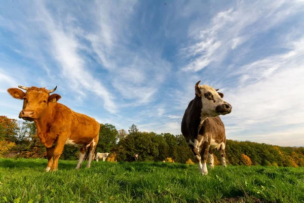 Una Toma Ángulo Bajo Una Manada Vacas Campo Verde Bajo — Foto de Stock