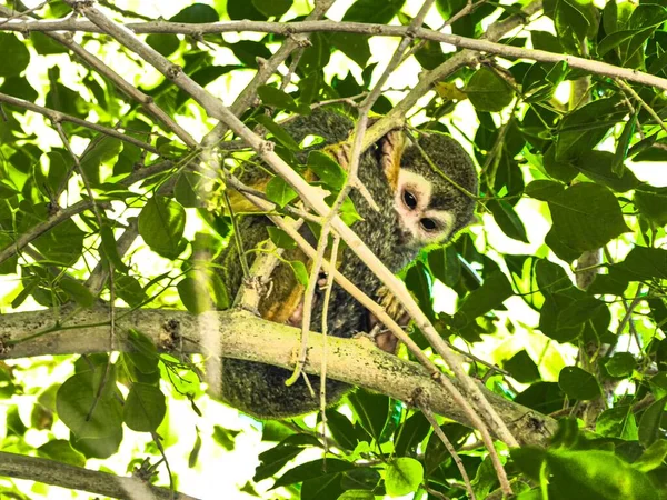 A closeup of monkey resting on a tree, Rio, Brazil