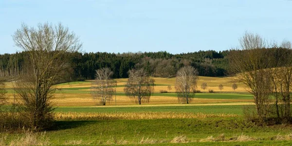 Panoramic Shot Yellow Green Fields Surrounded Hills Full Pine Trees — Stock Photo, Image