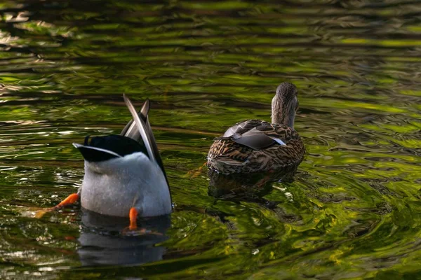 Primer Plano Patos Nadando Alimentándose Río Día Soleado — Foto de Stock