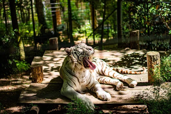Primer Plano Tigre Bengala Bostezando Bosque —  Fotos de Stock