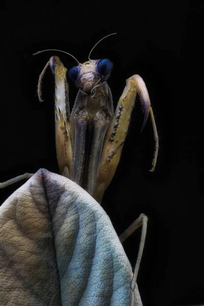一只祈祷的螳螂站在一片黑暗的叶子上 凝视着黑色背景的相机 这是一张宏观的照片 — 图库照片