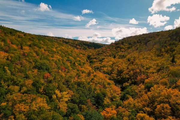 国立公園内の山の中腹にある黄色と緑の木々の空中撮影 — ストック写真
