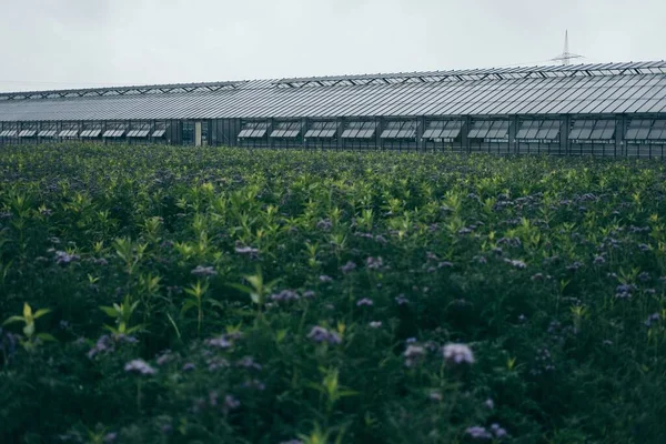 Ein Weites Feld Von Büschen Und Pflanzen — Stockfoto
