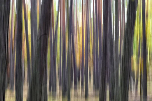 Θολή Φλοιοί Των Δέντρων Ένα Δάσος Ιδανικό Για Ταπετσαρίες Και — Φωτογραφία Αρχείου