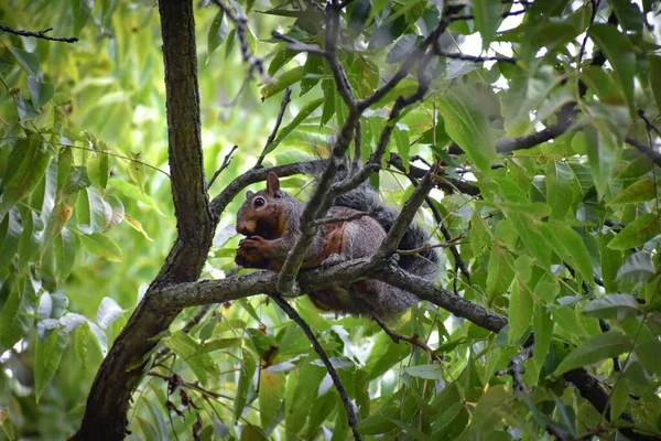 Eine Nahaufnahme Eines Eichhörnchens Auf Einem Baum — Stockfoto