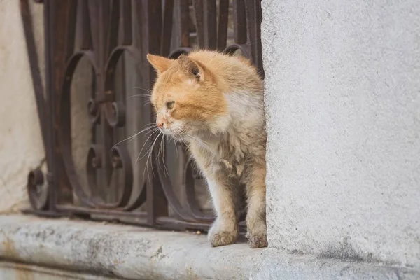 Крупный План Мальтийской Кошки Стоящей Подоконнике Улице — стоковое фото
