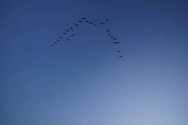 Низькокутний Знімок Зграї Птахів Мігрують Блакитному Небі — стокове фото