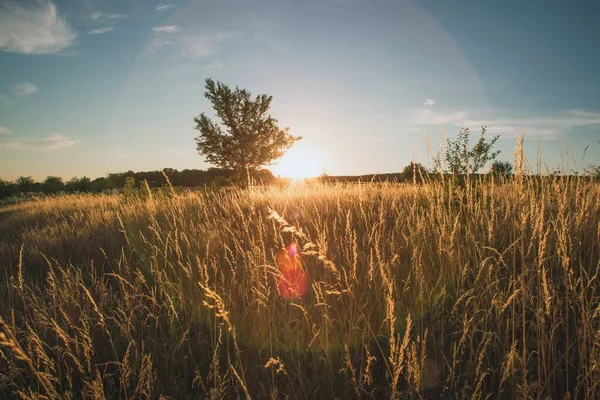 Krajobraz Pola Pokrytego Trawą Krzewami Pod Słońcem — Zdjęcie stockowe