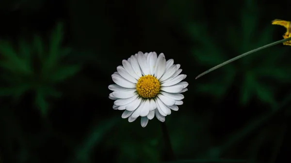 Eine Selektive Fokusaufnahme Einer Gewöhnlichen Gänseblümchenblume Mit Blitz Der Nacht — Stockfoto