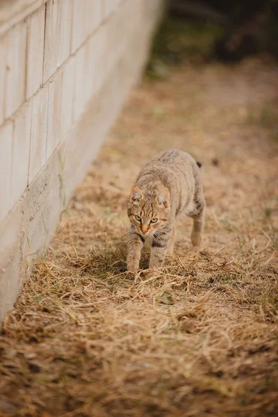 乾燥草の狭い通路に灰色の猫 — ストック写真