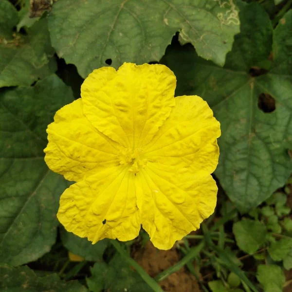 Μια Κορυφαία Θέα Του Κίτρινου Λουλουδιού Στον Κήπο — Φωτογραφία Αρχείου